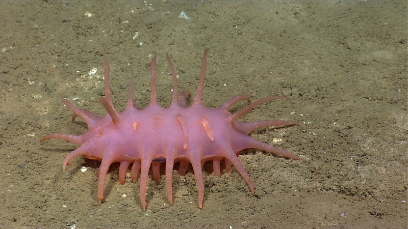 strange-newly-discovered-species-deep-sea-weird-creatures (3)