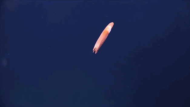 strange-newly-discovered-species-deep-sea-weird-creatures (3)