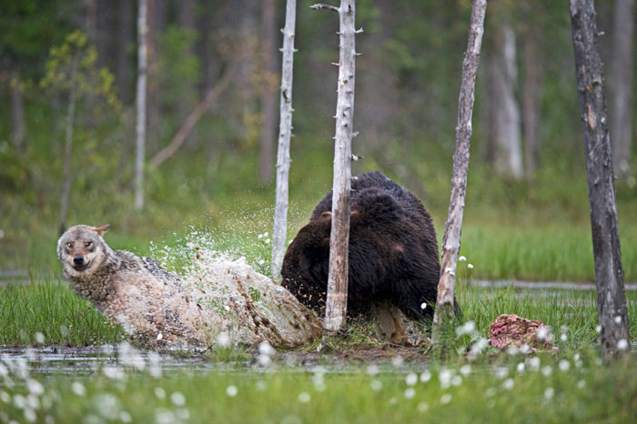 unusual-animal-friendship-wolf-bear-nature-photography (1)