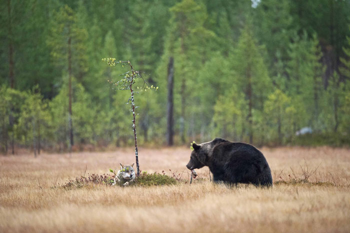 unusual-animal-friendship-wolf-bear-nature-photography (4)