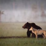 unusual-animal-friendship-wolf-bear-nature-photography (6)