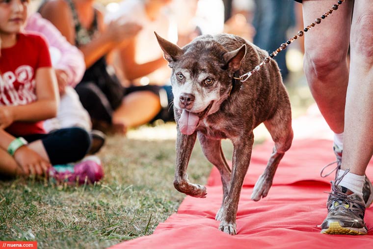 winner-of-Worlds-Ugliest-Dog-2015-pictures (17)