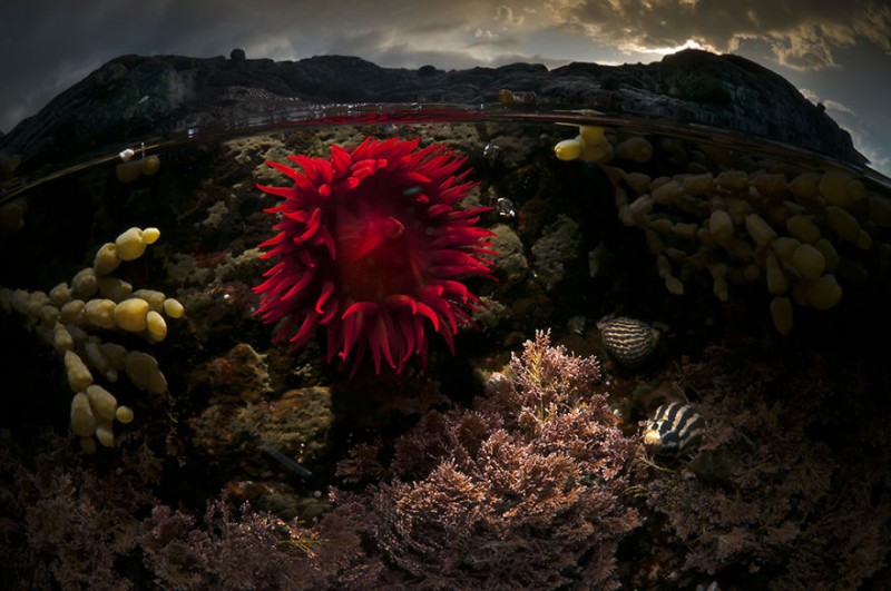 beautiful-wonderful-Half-Underwater-photography (16)