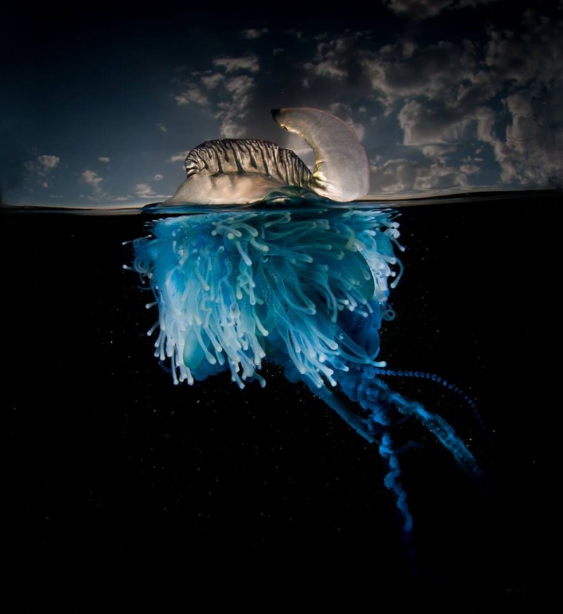 beautiful-wonderful-Half-Underwater-photography (2)