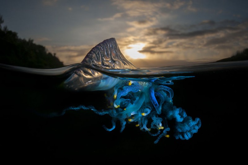 beautiful-wonderful-Half-Underwater-photography (5)