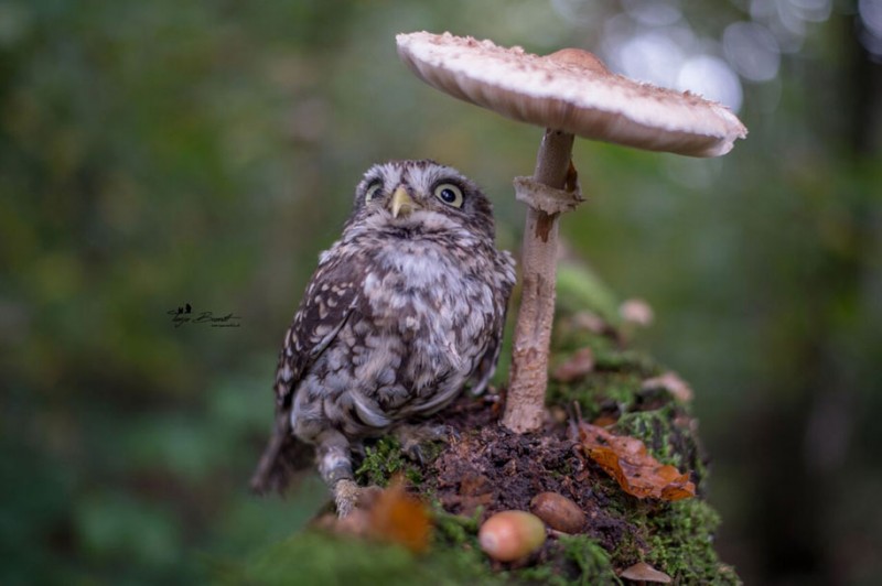 cute-animal-photo-adorable-owl-hide-rain-mushroom (1)