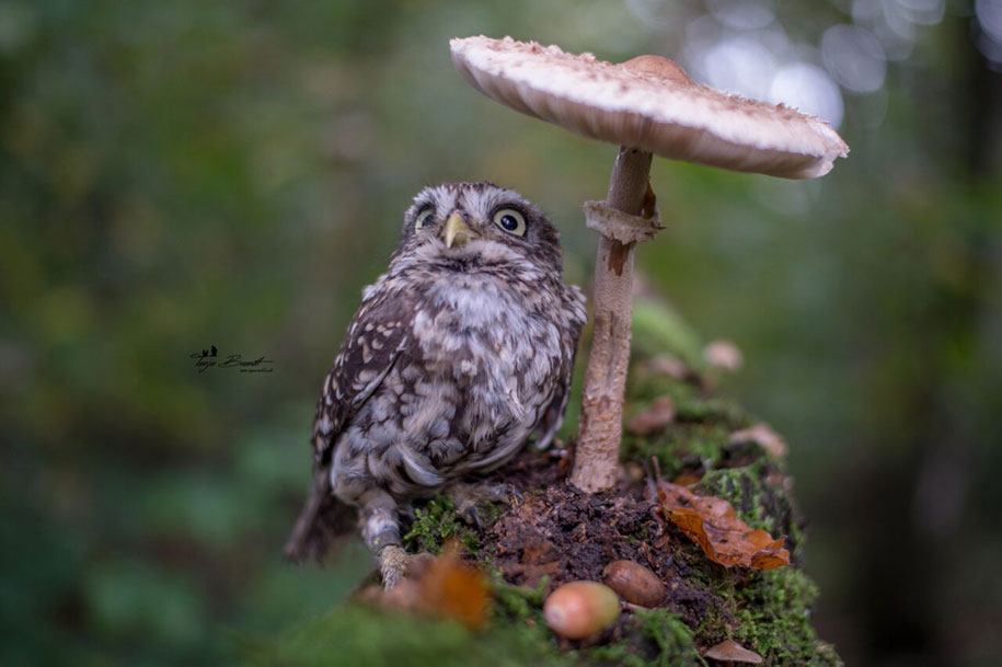 http://vuing.com/wp-content/uploads/2015/10/cute-animal-photo-adorable-owl-hide-rain-mushroom-1.jpg
