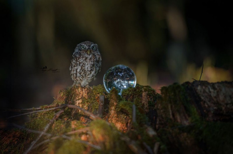 cute-animal-photo-adorable-owl-hide-rain-mushroom (2)