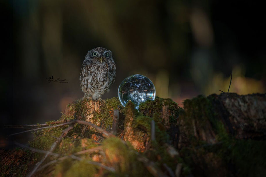 http://vuing.com/wp-content/uploads/2015/10/cute-animal-photo-adorable-owl-hide-rain-mushroom-2.jpg