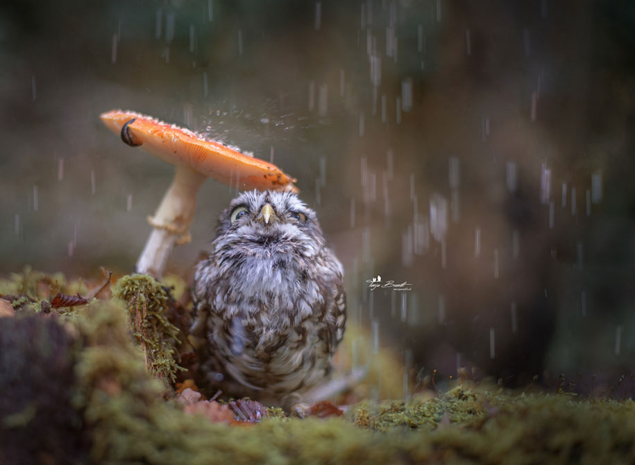http://vuing.com/wp-content/uploads/2015/10/cute-animal-photo-adorable-owl-hide-rain-mushroom-3.jpg