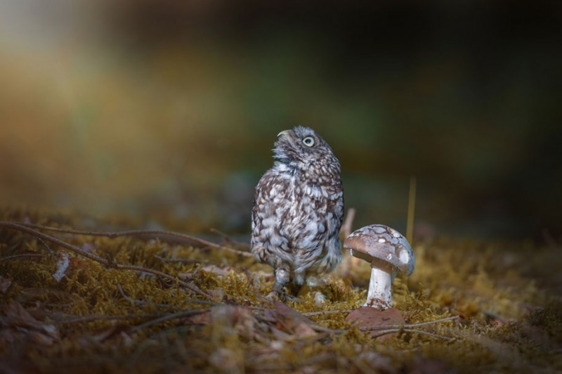 cute-animal-photo-adorable-owl-hide-rain-mushroom (6)