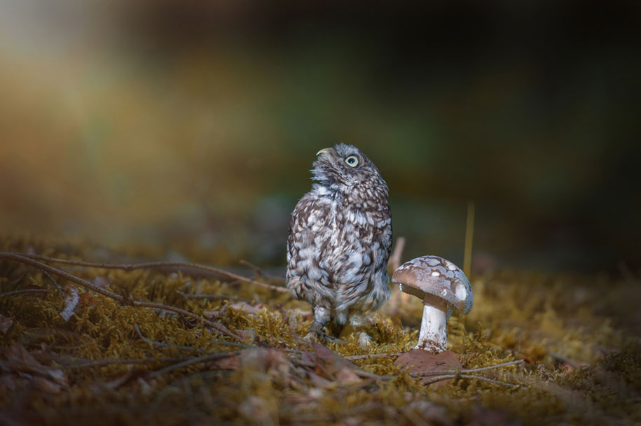 http://vuing.com/wp-content/uploads/2015/10/cute-animal-photo-adorable-owl-hide-rain-mushroom-6.jpg