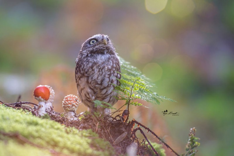 cute-animal-photo-adorable-owl-hide-rain-mushroom (7)