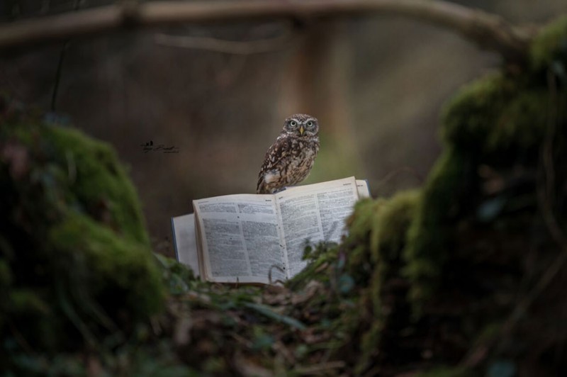 cute-animal-photo-adorable-owl-hide-rain-mushroom