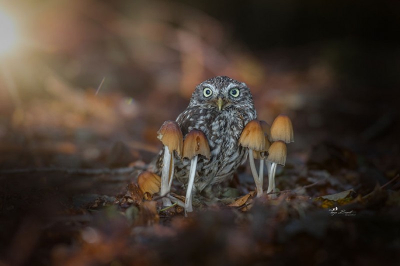 cute-animal-photo-adorable-owl-hide-rain-mushroom (9)