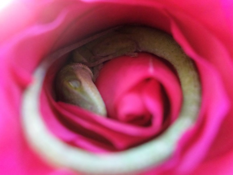 cute-lizard-sleeping-rose-funny-anole (1)