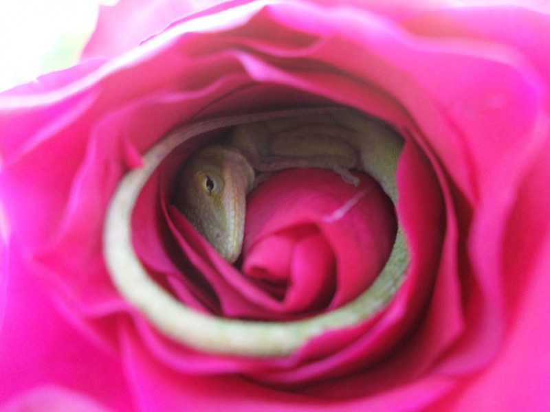 cute-lizard-sleeping-rose-funny-anole (2)