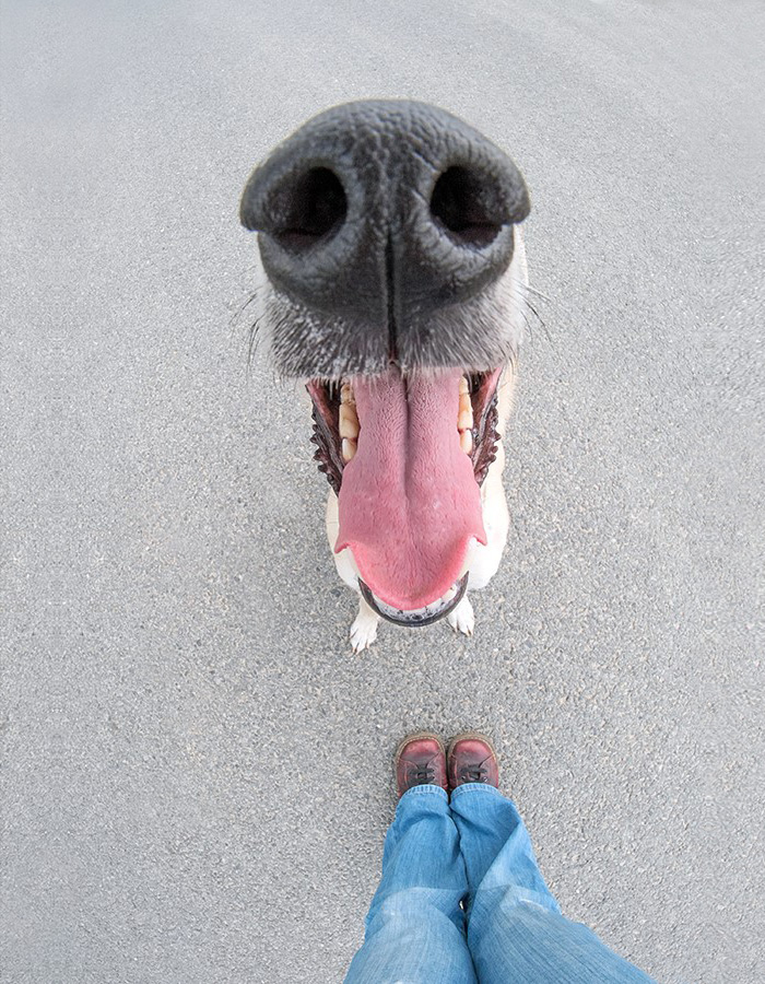 funny-adorable-playful-expressive-dog-portraits-photos (10)