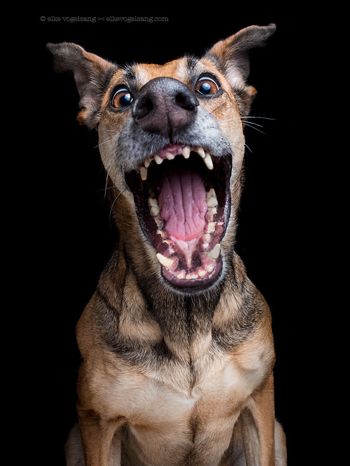 funny-adorable-playful-expressive-dog-portraits-photos (11)