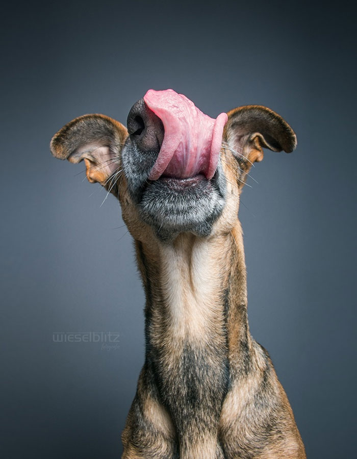 funny-adorable-playful-expressive-dog-portraits-photos (12)