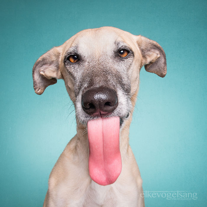 funny-adorable-playful-expressive-dog-portraits-photos (13)