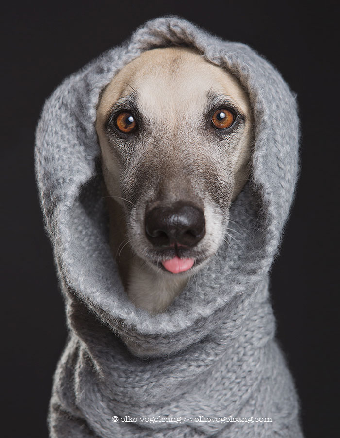 funny-adorable-playful-expressive-dog-portraits-photos (16)