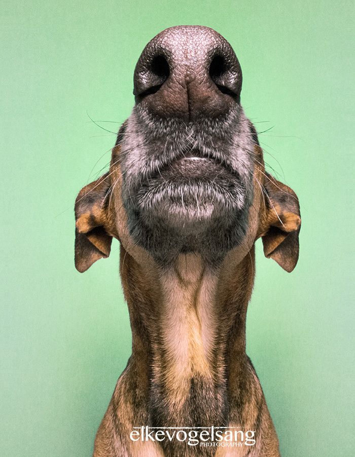 funny-adorable-playful-expressive-dog-portraits-photos (4)