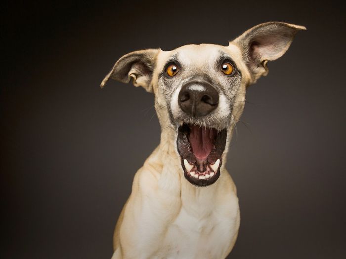 funny-adorable-playful-expressive-dog-portraits-photos (5)