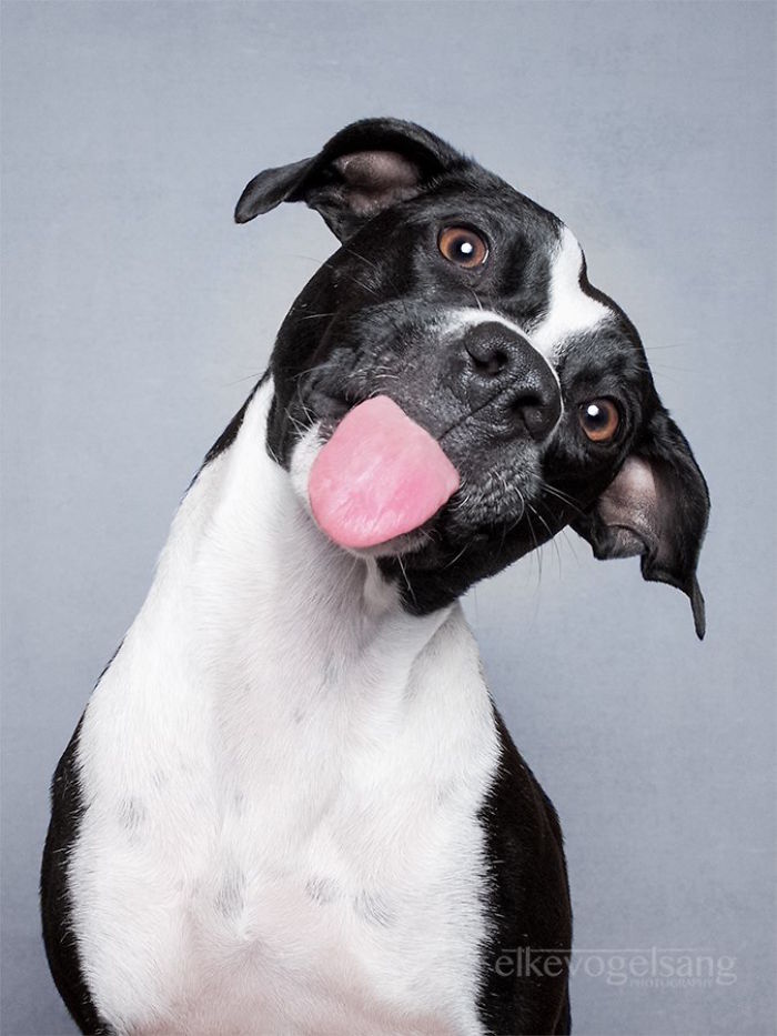 funny-adorable-playful-expressive-dog-portraits-photos (9)