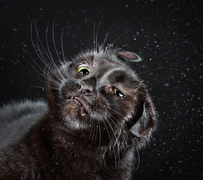 funny-portratis-shake-cats-photographs (3)