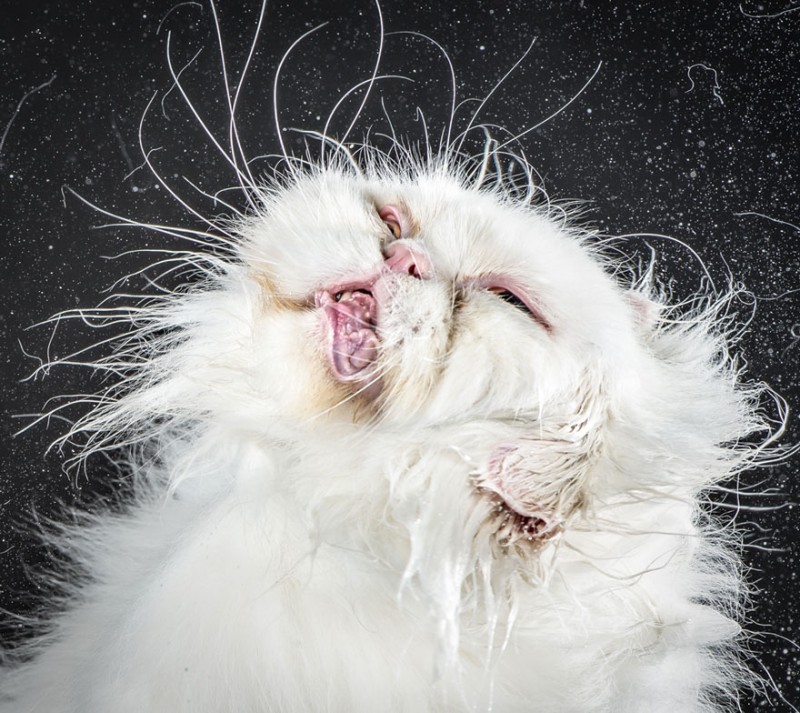 funny-portratis-shake-cats-photographs (9)
