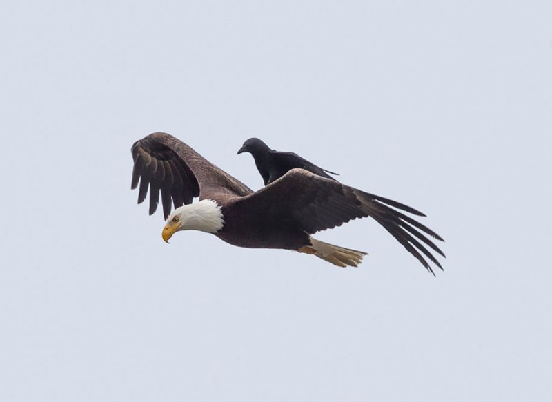 rare-amazing-bird-crow-riding-eagle-photos (4)