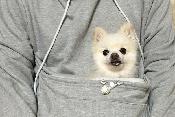 cute-cat-pouch-pocket-hoodie-design