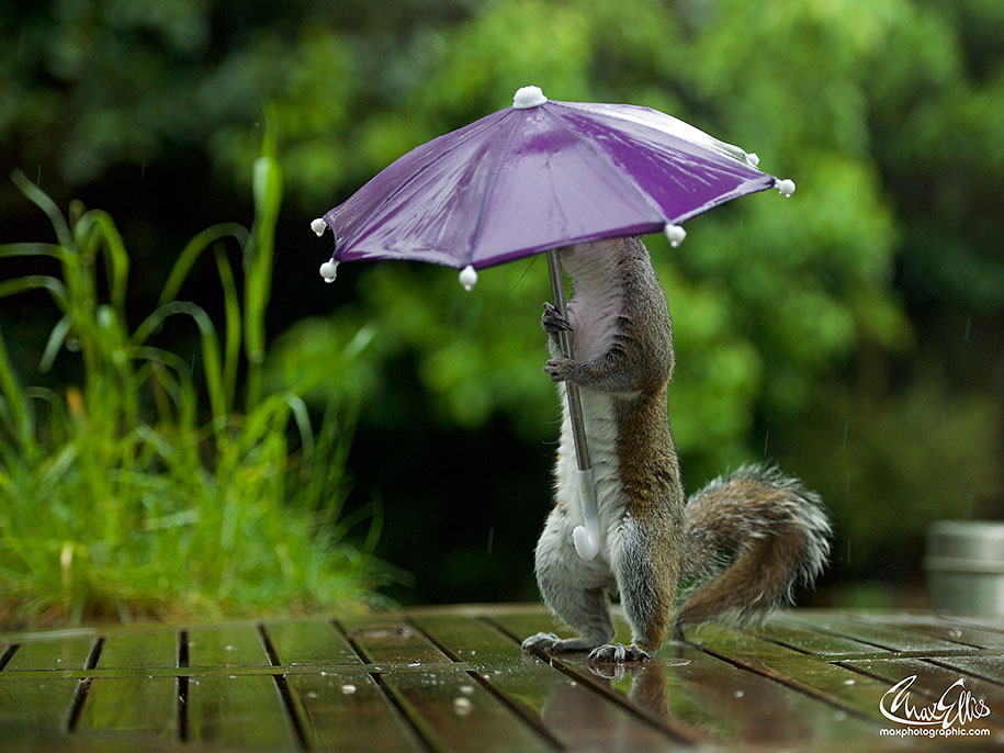 A squirrel with an umbrella seems to take shelter from rain in South West  London – 