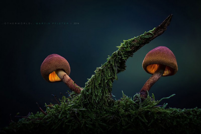 stunning-beautiful-mushrooms-macro-photography (11)