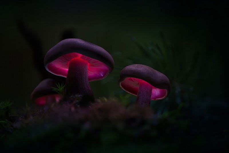 stunning-beautiful-mushrooms-macro-photography (14)