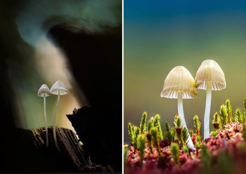 stunning-beautiful-mushrooms-macro-photography (2)