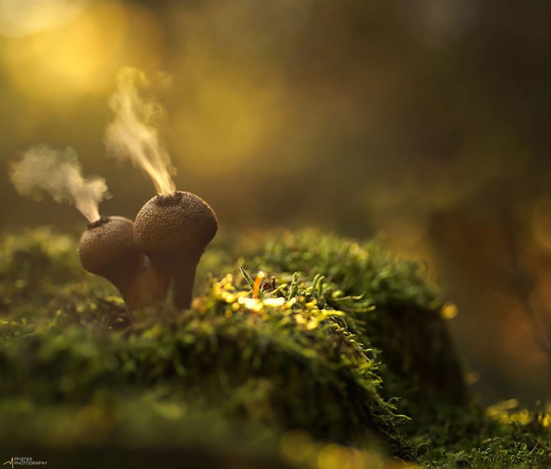 stunning-beautiful-mushrooms-macro-photography (3)