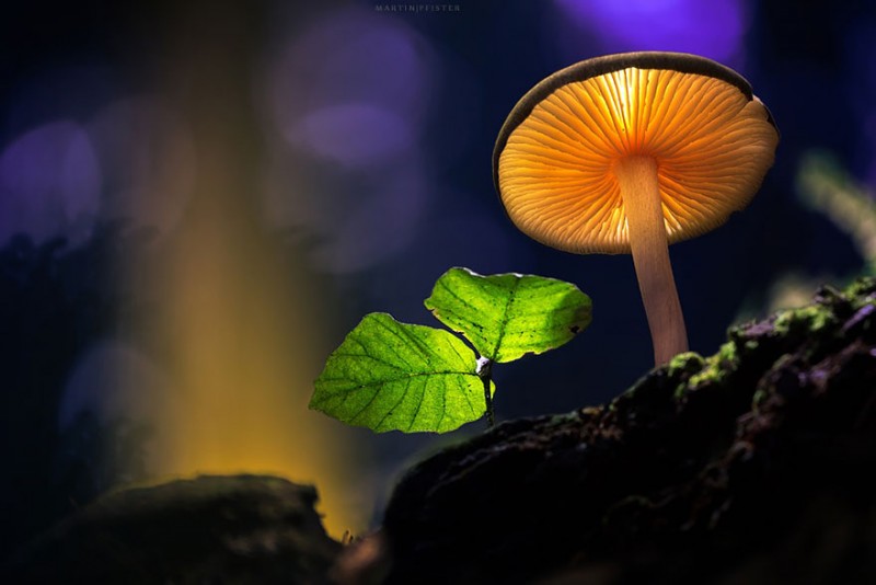 stunning-beautiful-mushrooms-macro-photography (4)
