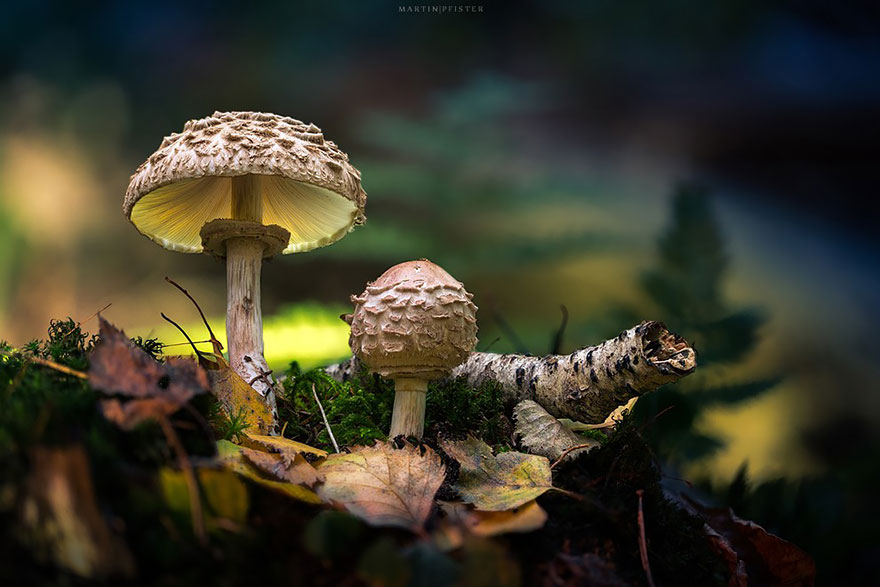 Glowing mushrooms look like from fairytale – Vuing.com