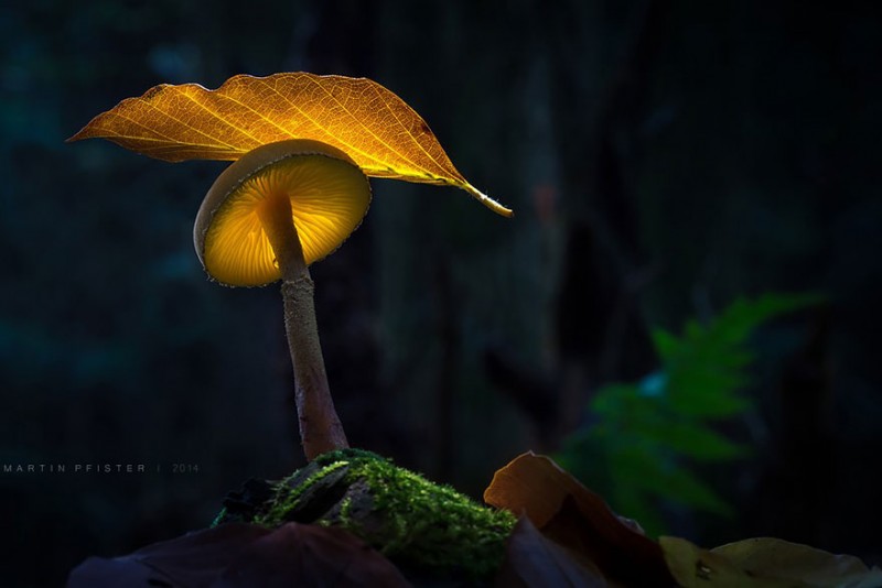 stunning-beautiful-mushrooms-macro-photography (9)