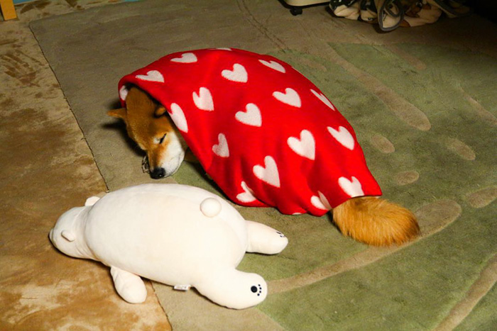 adorable-teddy-bear-look-alike-pup-dog-sleeps-same-position (5)