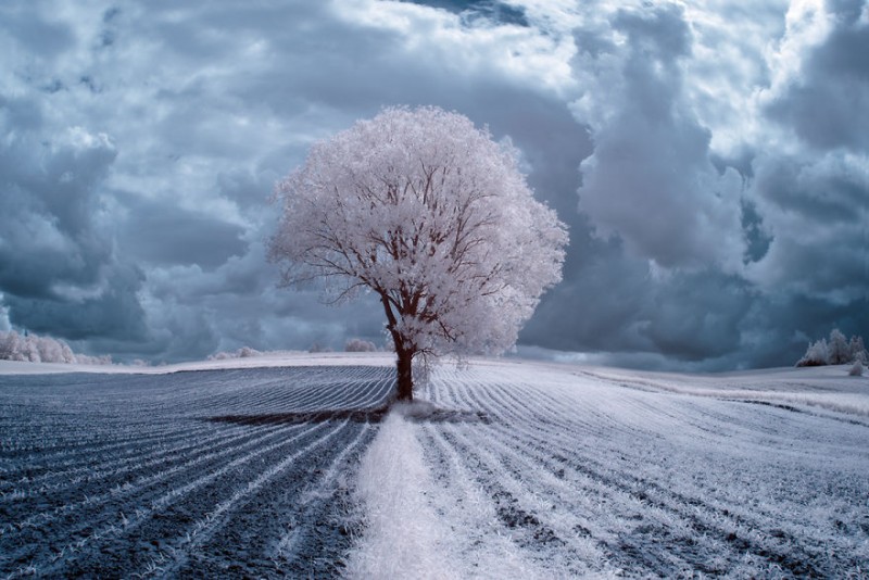 amazing-beauty-trees-landscape-infrared-photography (1)