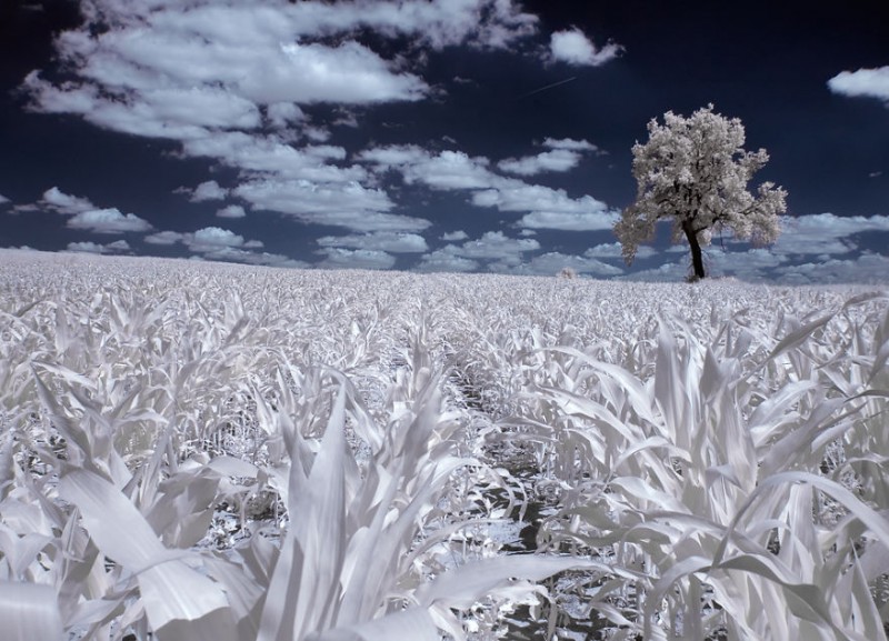 amazing-beauty-trees-landscape-infrared-photography (10)
