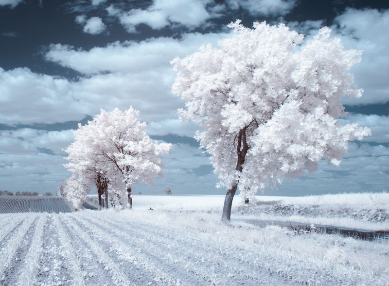 amazing-beauty-trees-landscape-infrared-photography (7)