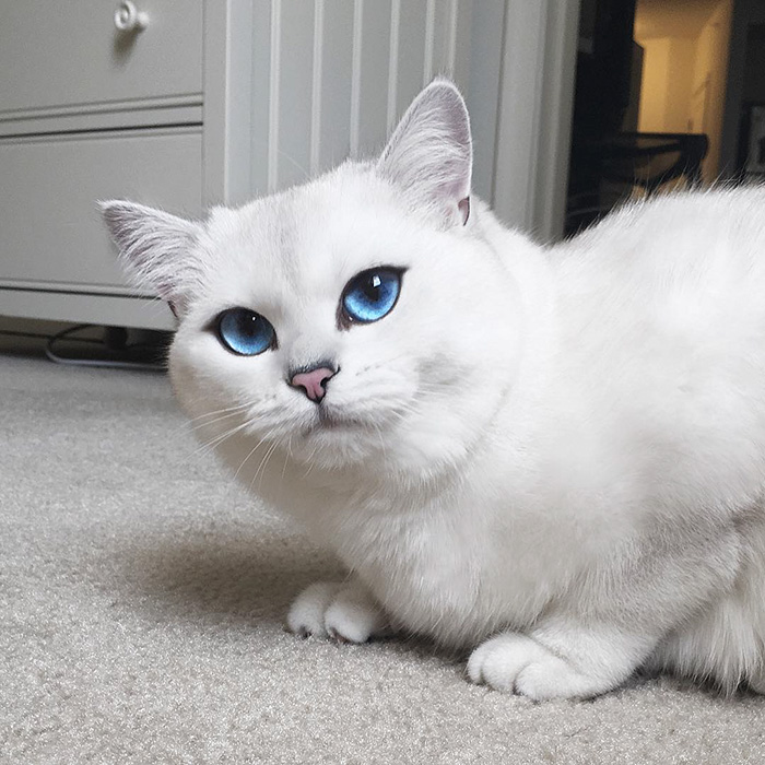 british-shorthair-cat-most-stunning-beautiful-blue-eyes (10)