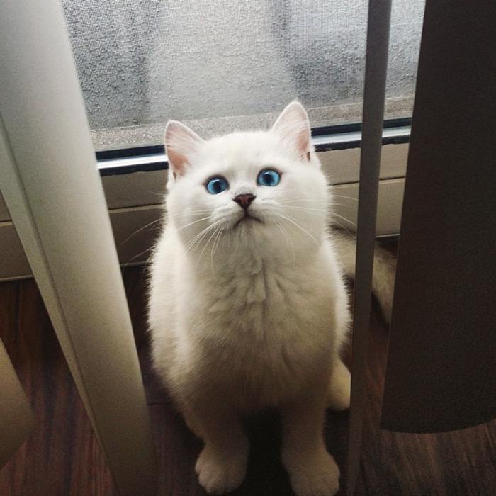 british-shorthair-cat-most-stunning-beautiful-blue-eyes (16)