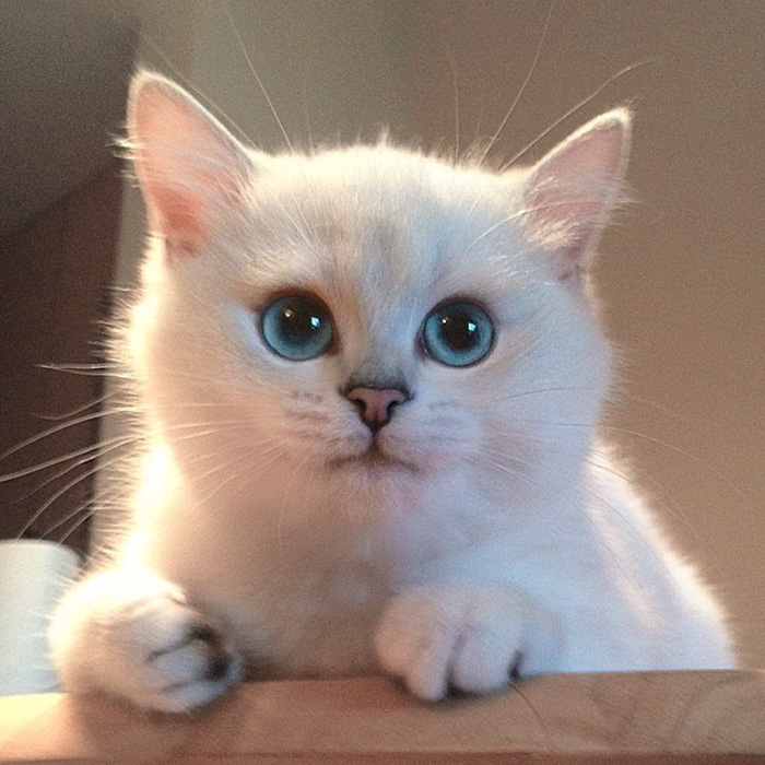 british-shorthair-cat-most-stunning-beautiful-blue-eyes (17)