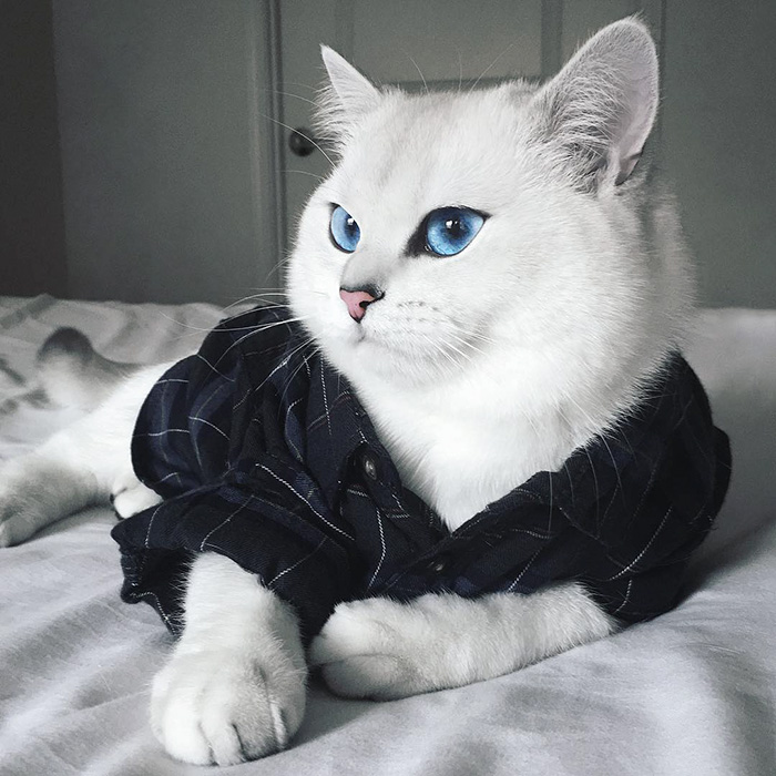 british-shorthair-cat-most-stunning-beautiful-blue-eyes (4)