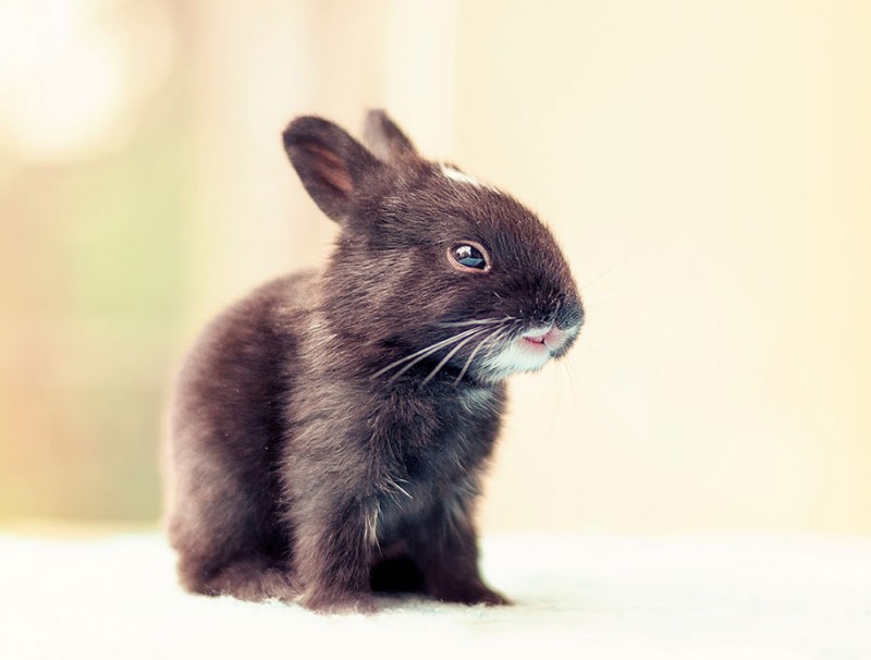 cute-adorable-rabbit-bunny-baby-growing-up-photos (1)